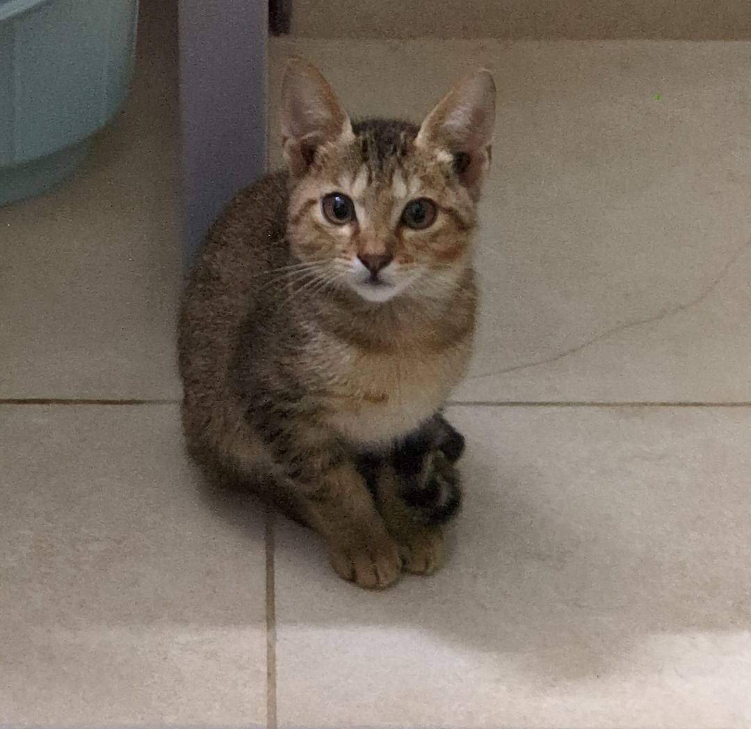cat 2
